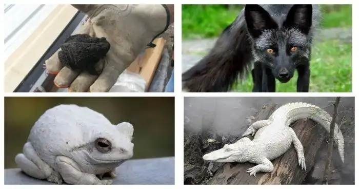 Черное и белое: 17 сумасшедших "измов" из мира природы