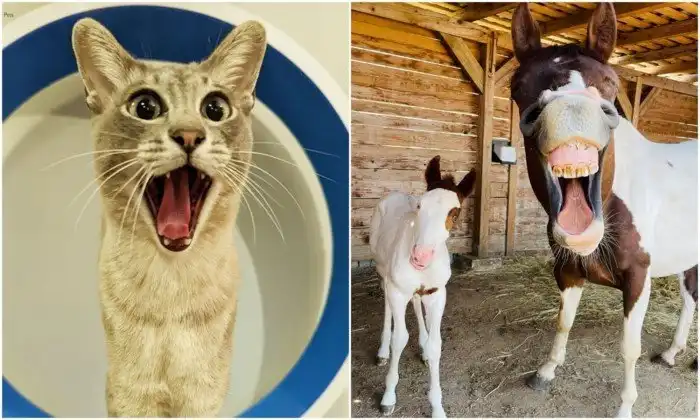 20+ забавных кадров с нашими любимыми животными