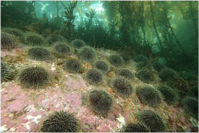 Зачем морским ежам головные уборы?