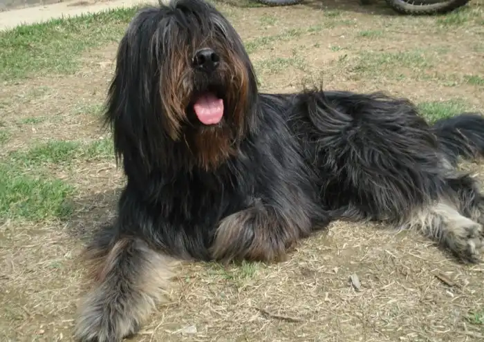 Сапсари: Таких собак в Корее не едят! Там эти древние псы считаются «охотниками за привидениями»