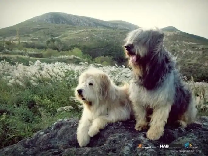 Сапсари: Таких собак в Корее не едят! Там эти древние псы считаются «охотниками за привидениями»