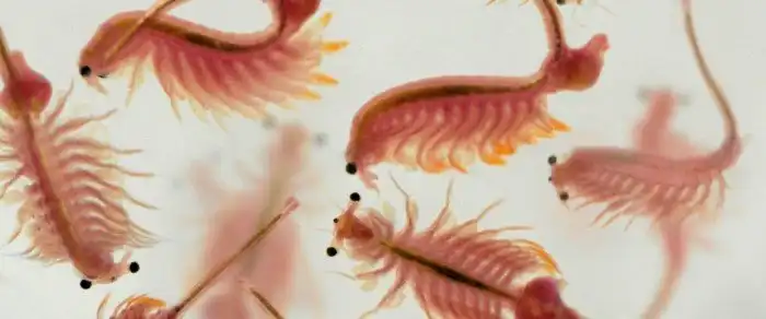 Высшая степень живучести: несколько лет в высушенном состоянии и без кислорода. Как в таких условиях удается выжить маленьким рачкам