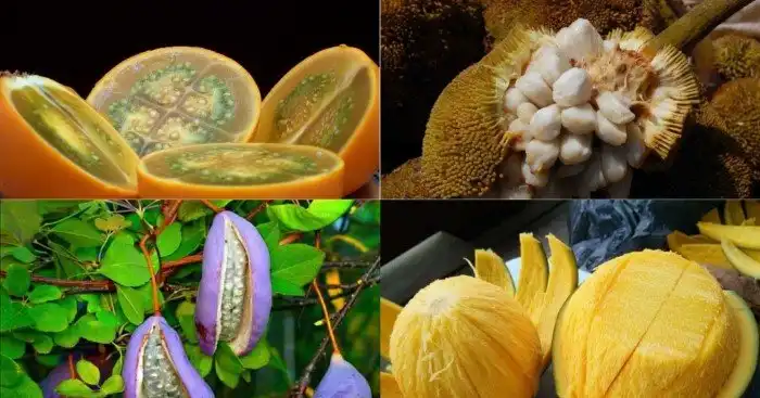 Настоящая экзотика: ягоды и фрукты, которые вы вряд ли когда-либо пробовали