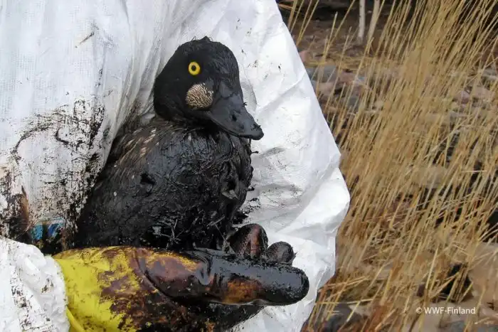 Какие человеческие факторы вредят птицам больше всего? Нашли раненого нефтью журавля и пытались спасти