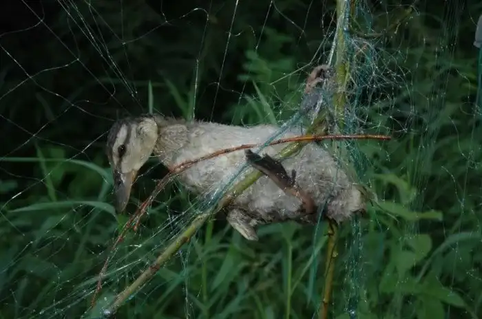 Какие человеческие факторы вредят птицам больше всего? Нашли раненого нефтью журавля и пытались спасти