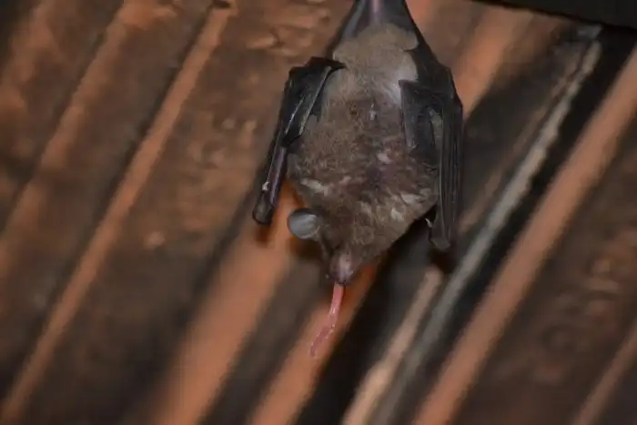 Длинноязыкий вампир: Питается одним сахаром, но теряет 50% жира ежедневно. Чтобы не умереть от голода, развил уникальный раздувающийся язык