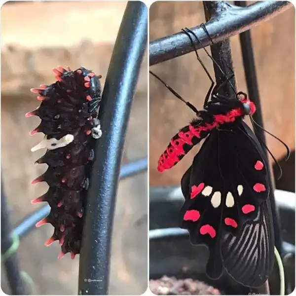 Бабочки, которые удивляют своей красотой даже в образе гусеницы