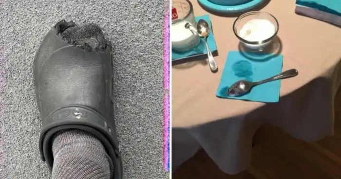 15 незваных гостей, которые "почувствовали себя как дома"