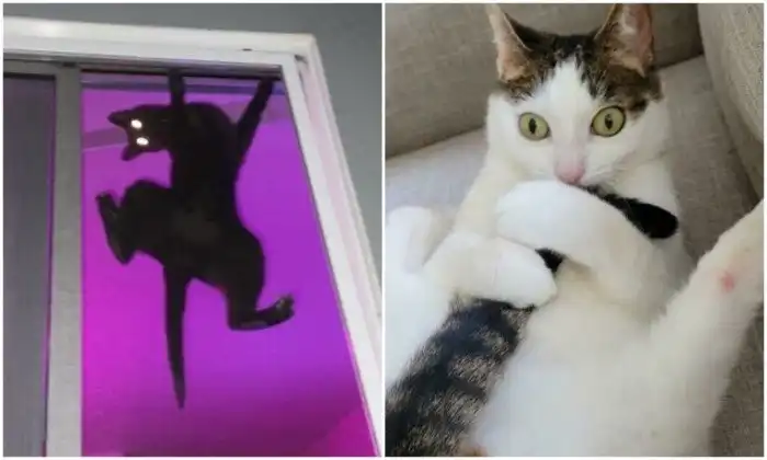 Коты - странные товарищи! 20+ кошачьих фото, которые поднимут настрой