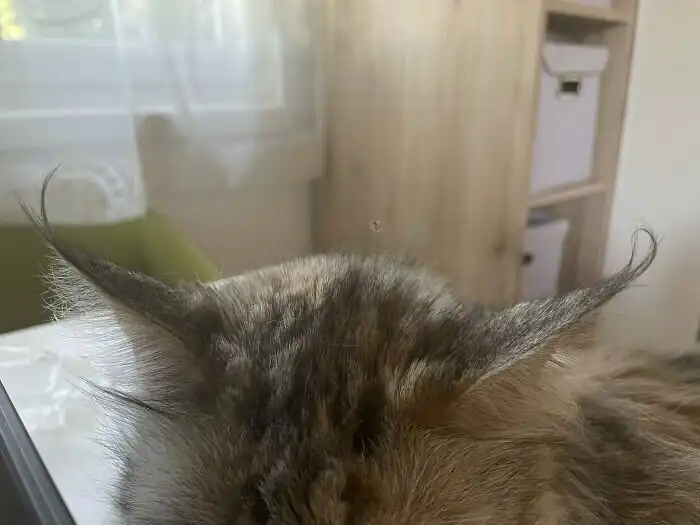 Коты - странные товарищи! 20+ кошачьих фото, которые поднимут настрой