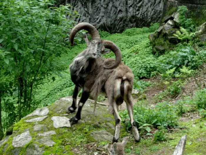 Голубой баран: Не голубой и не баран. Кто такие «ложные бараны» и как они живут?