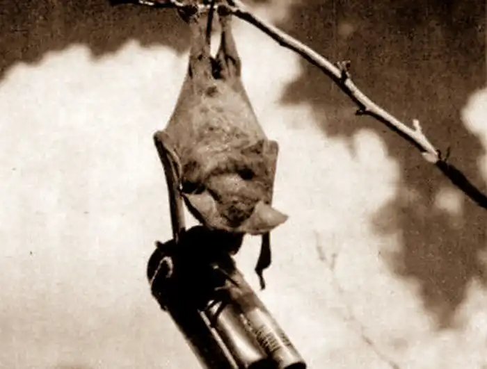 Мышиная бомба – самое безумное оружие американцев во Второй Мировой войне