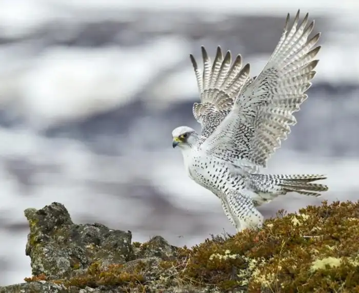 Кречет: Отчаянный житель крайнего севера. Самый большой сокол сделает всё, чтобы выжить в ледяной пустыне
