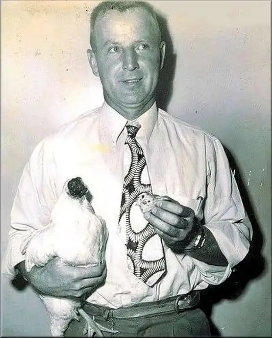 Почему курица без головы может бегать, а звери нет