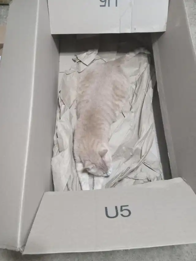 Случайные совпадения от мастеров камуфляжа