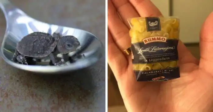 15 крохотных вещиц и созданий, которых не так просто разглядеть