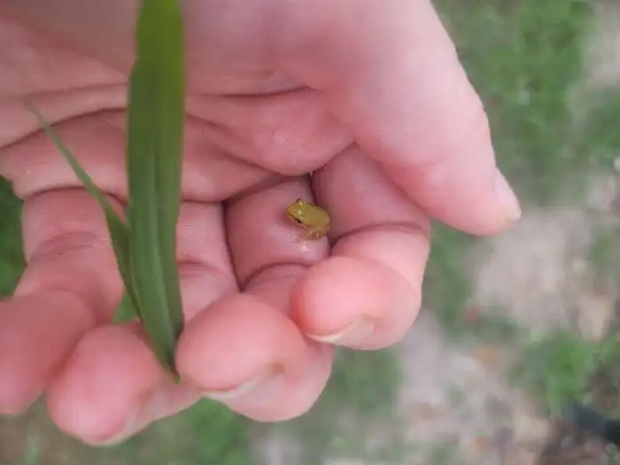 15 крохотных вещиц и созданий, которых не так просто разглядеть