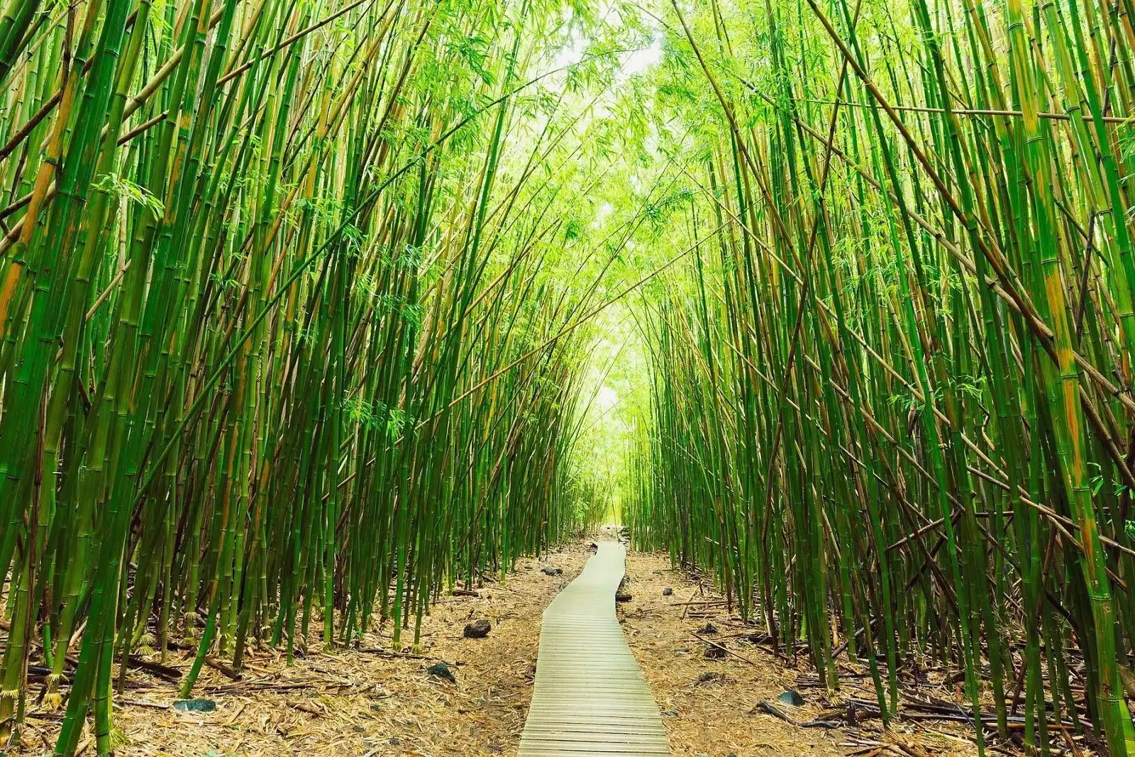 Садовые «захватчики»: растения, появление которых на участке доставит проблем