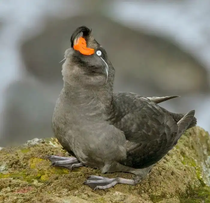 Большая конюга: Эта птица источает насыщенный аромат апельсинов. Но зачем пахнуть цитрусами на крайнем севере?