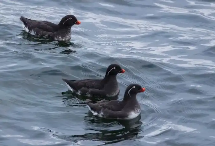 Большая конюга: Эта птица источает насыщенный аромат апельсинов. Но зачем пахнуть цитрусами на крайнем севере?