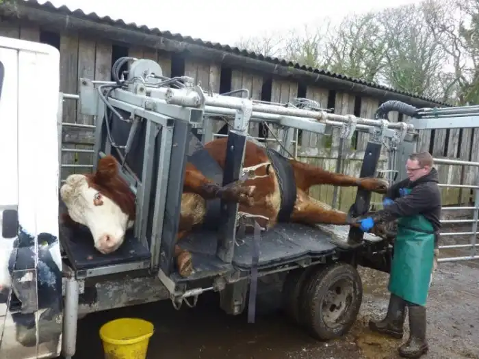 Коровий переворачиватель: Изобретение, над которым смеются в интернете, но по факту это крайне полезная машина