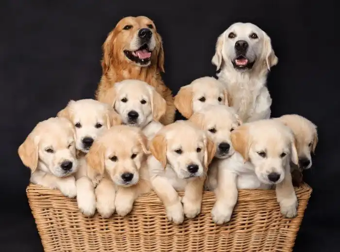 Почему из простого скрещивания двух пород не получится новая? Как устроен процесс создания новой породы?