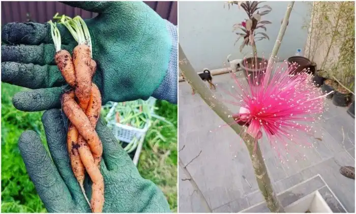 20+ любопытных фото из садов и огородов