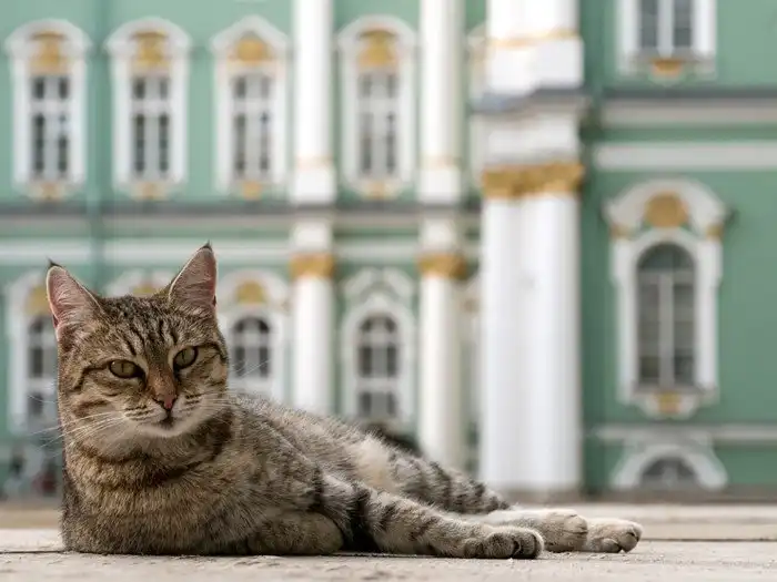 Зачем Елизавета Петровна заставляла фрейлин бриться