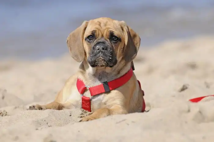 Пагль: Мопс и бигль — друг другу не пара. Почему гибрид двух этих пород взорвал общественность, а потом внезапно исчез?