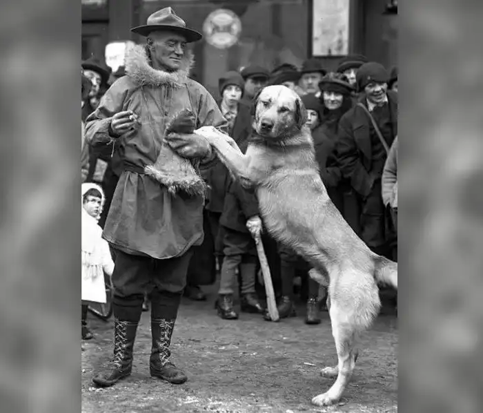 Чинук: Всю породу назвали в честь одной уникальной собаки. Особенные ездовые псы, которых осталось всего 800