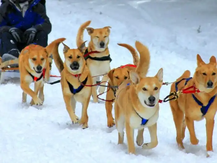 Чинук: Всю породу назвали в честь одной уникальной собаки. Особенные ездовые псы, которых осталось всего 800