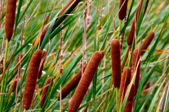 Почему веганы на самом деле ничего не меняют