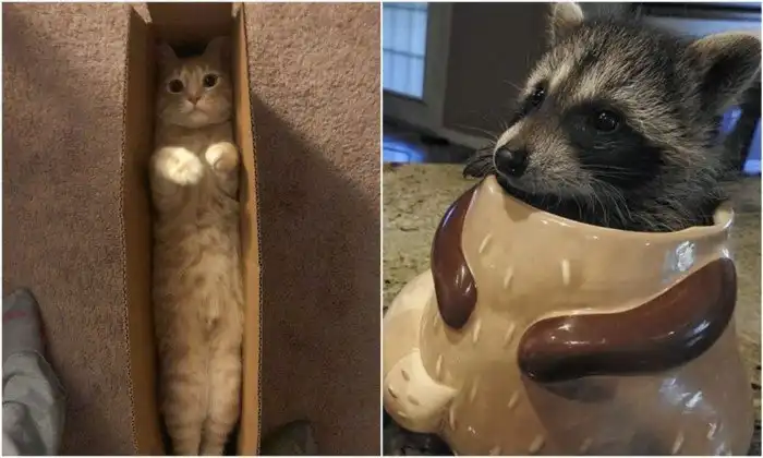 "Мне так удобно!": животные, которые вместились в неожиданные места