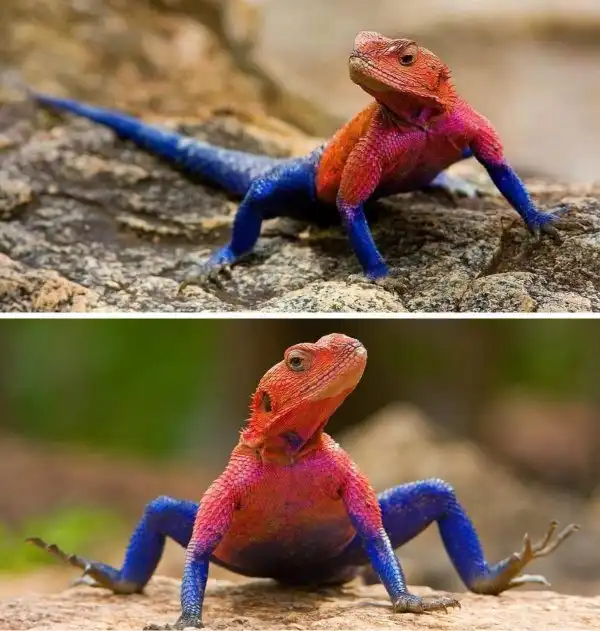 Драконы и динозавры: необычные рептилии с фантастическим внешним видом