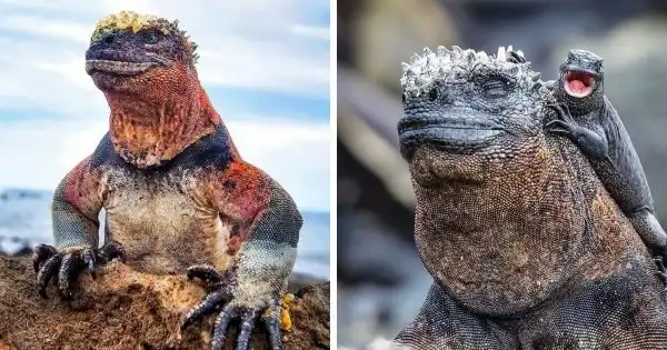 Драконы и динозавры: необычные рептилии с фантастическим внешним видом