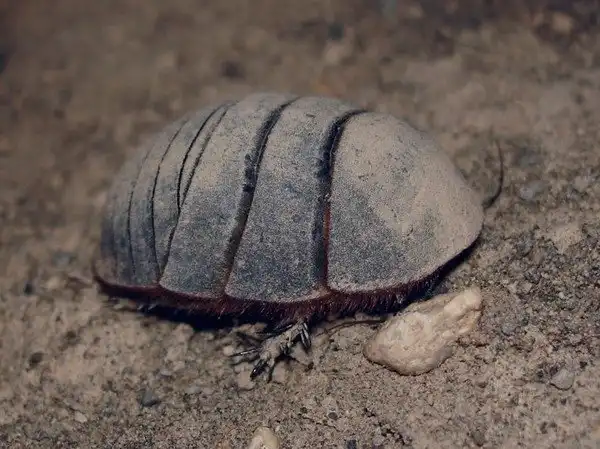 Черепашка Соссюра: Бронированный таракан из пустынь юга России. А если его потревожить, будет газовая атака!