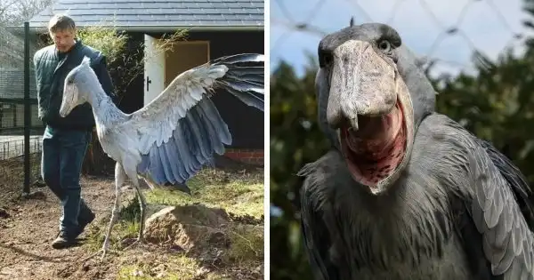 ТОП-17 самых больших и тяжелых птиц на планете
