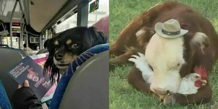 Странно и смешно. И поэтому прекрасно