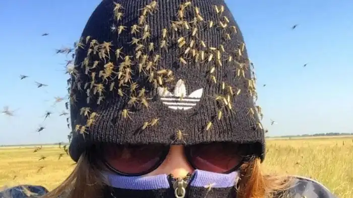 Почему комаров называют самыми смертоносными животными на планете