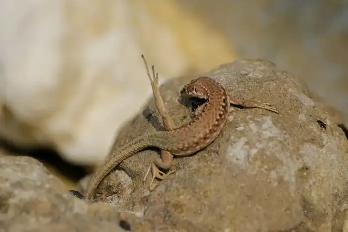 Армянская ящерица: У этого вида нет самцов. Вообще. Поэтому они «клонируют» сами себя. Но эта история очень запутана