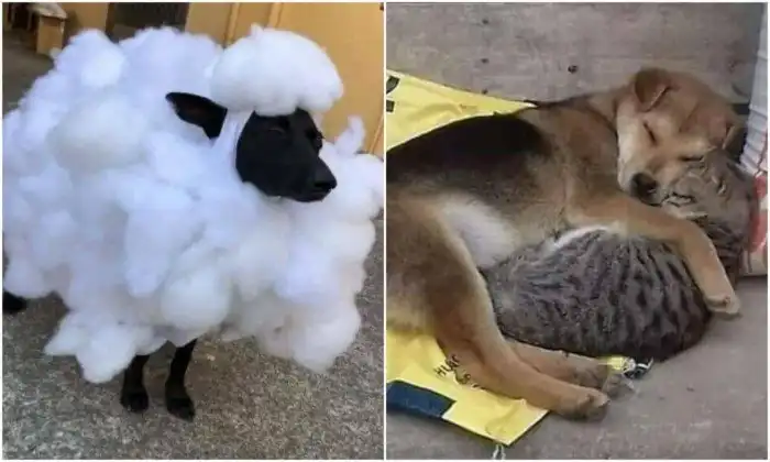 Лучик добра: кадры с животными, заряженные позитивом