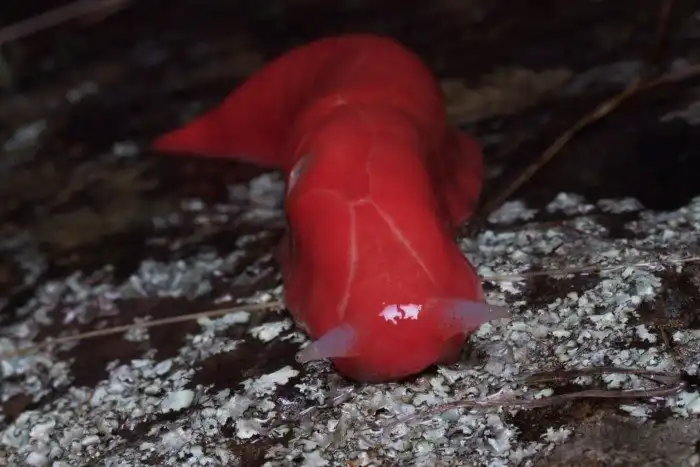 Розовый слизень: Хранитель реликтового леса. Без него древняя экосистема гор давно бы погибла