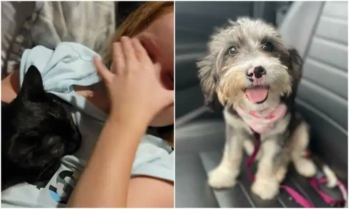 Счастье: фото животных, которых спасли с улицы или из приютов