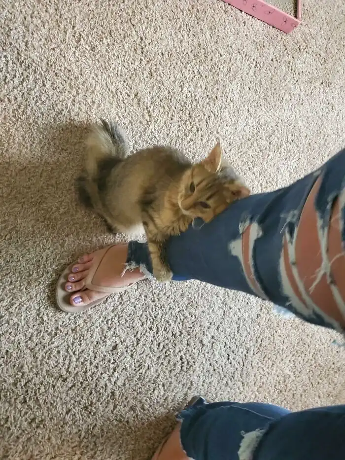 Счастье: фото животных, которых спасли с улицы или из приютов