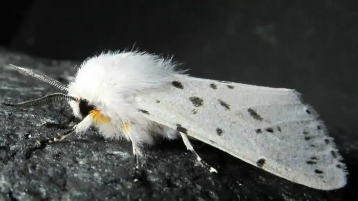 Американская белая бабочка: Пока мы выигрываем битвы, она выигрывает войну. «Непобедимый» вредитель растений захватывает мир