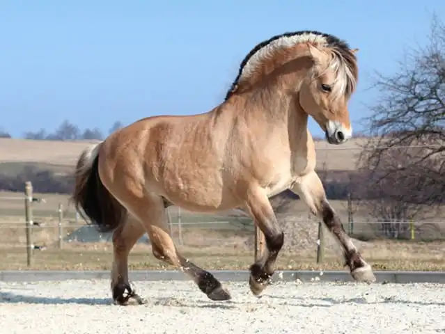 Фьордские лошади: Кони-полурослики с корнями из ледникового периода. Их приручили викинги, и они стали помогать людям во всех делах!