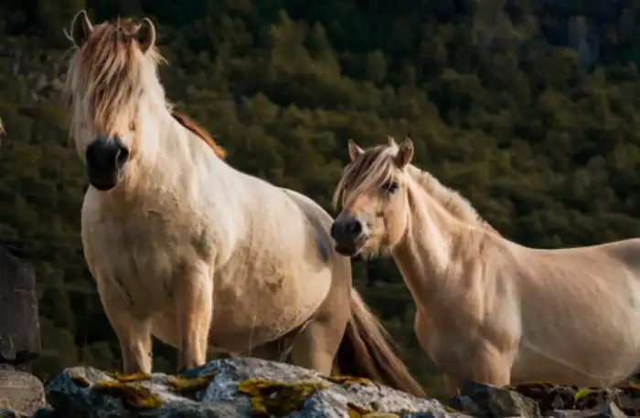 Фьордские лошади: Кони-полурослики с корнями из ледникового периода. Их приручили викинги, и они стали помогать людям во всех делах!