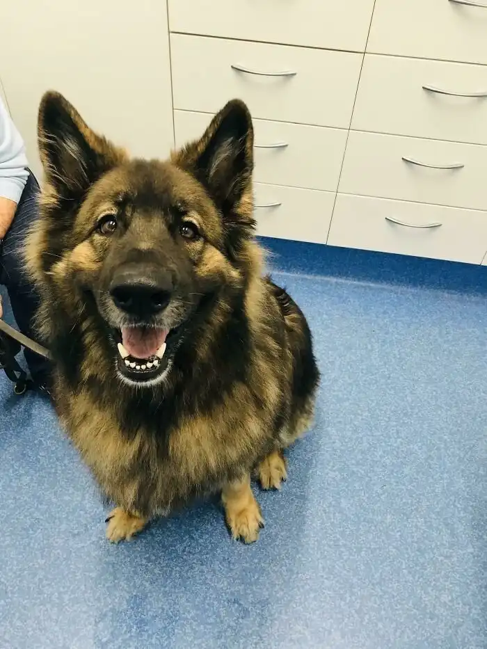 40 милейших фото собак, которые скрасят ваш день