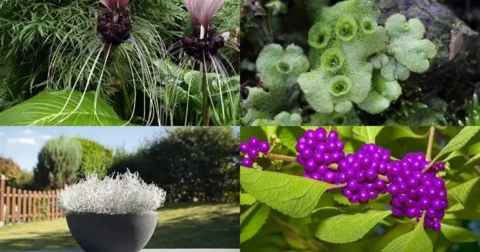 Загадочная природа: малоизвестные растения, способные удивить своим внешним видом