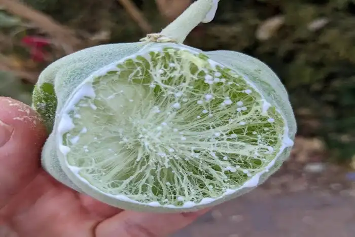 Загадочная природа: малоизвестные растения, способные удивить своим внешним видом